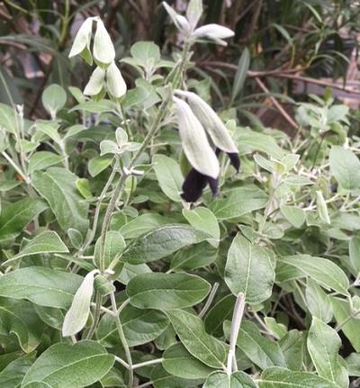 Salvia discolor ()