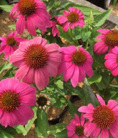 Echinacea purpurea (Coneflower)