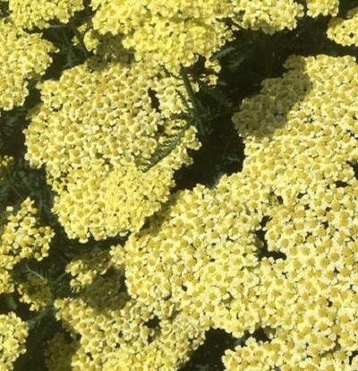 Achillea millefolium (Yarrow)