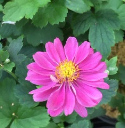 Anemone hupehensis var. japonica (Windflower)
