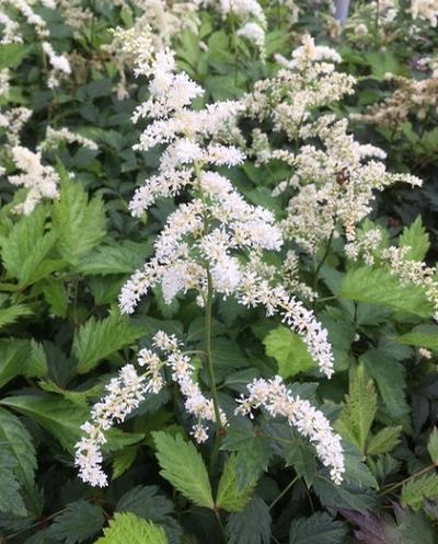 Astilbe x arendsii (False Spirea)