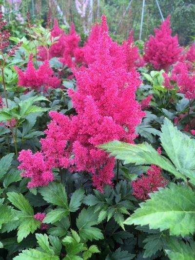 Astilbe japonica ()