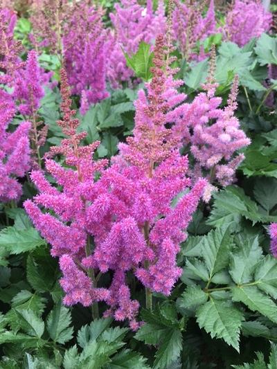 Astilbe chinensis ()