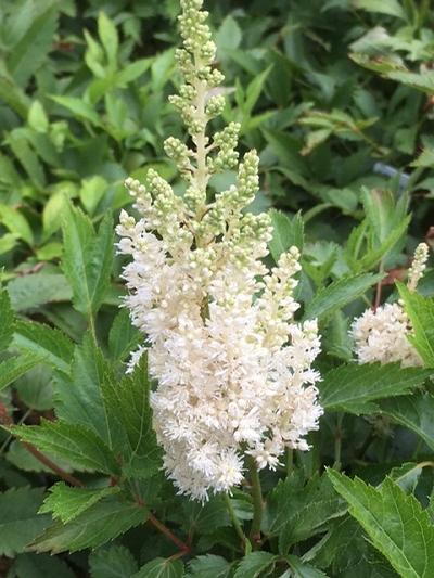 Astilbe x arendsii ()