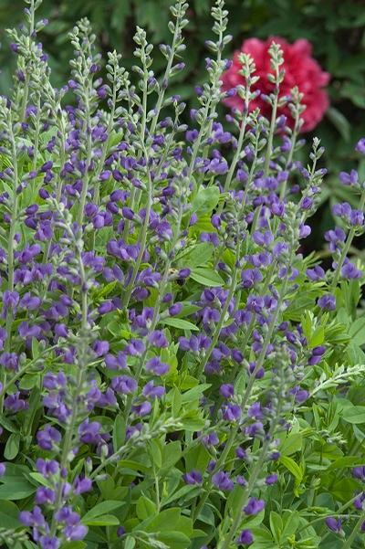 Baptisia australis (False Indigo)